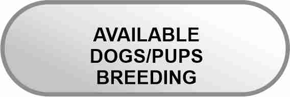 AVAILABLE PUPPIES AND DOGS